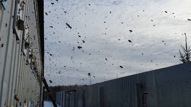 Облёт пчёл Пчёлы на Урале. Пчелопакеты и матки в Екатеринбурге #uralbeesRu смотреть онлайн