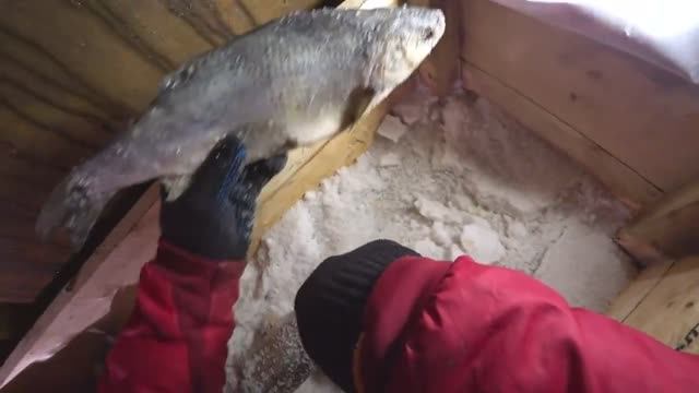 Язь колодка (сухой посол).Хмао-югра..mp4