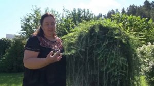 ЛИСТВЕННИЦА ЕВРОПЕЙСКАЯ ПЕНДУЛА || Разведение хвойников на садовом участке