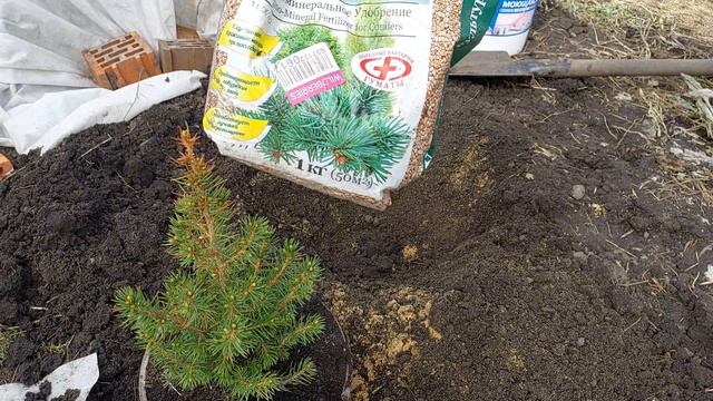 ЕЛЬ КОНИКА ИЗ МАГНИТА..ПОСАДКА В ОТКРЫТЫЙ ГРУНТ.. смотреть онлайн