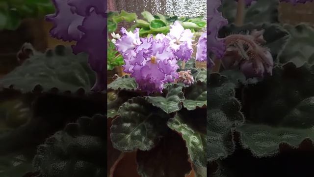 #Фиалки цветут! РМ Хрустальный Перезвон!#shorts смотреть онлайн