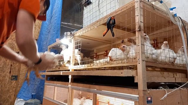 Бройлер в брудере. Вес бройлера в 35 дней. смотреть онлайн