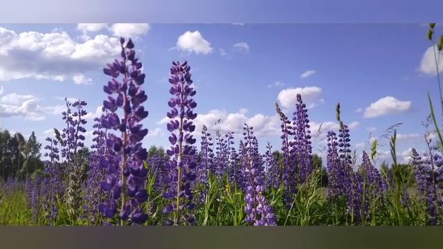 Все Грибы сгнили!!! Что я купил для земляники!? Клещи в лесу много ! смотреть онлайн