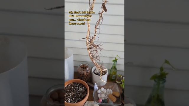 OOPS ? (Haworthia limifolia) смотреть онлайн