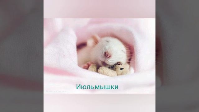 Какое ты животное по месяцу смотреть онлайн