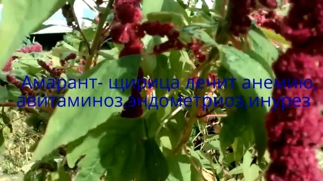МИР ТРАВ. ЗОЛОТАРНИК, АМАРАНТ, ЛЕБЕДА. НАРОДНАЯ МЕДИЦИНА. смотреть онлайн