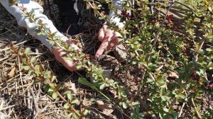 размножение японской айвы