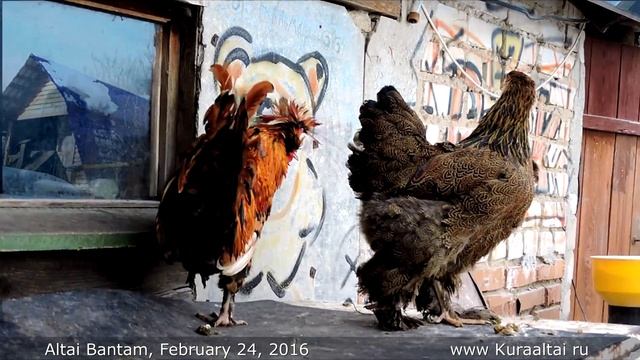 БРАМА Altai, Decorative chickens, breed hens Pavlov Roosters, смотреть онлайн