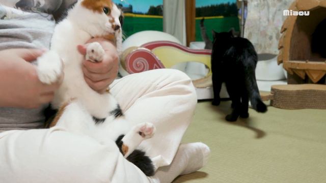 子猫のミルクにハマった猫こことぐずる三毛猫【瀬戸のアイラ＆ルーシー日記】 смотреть онлайн