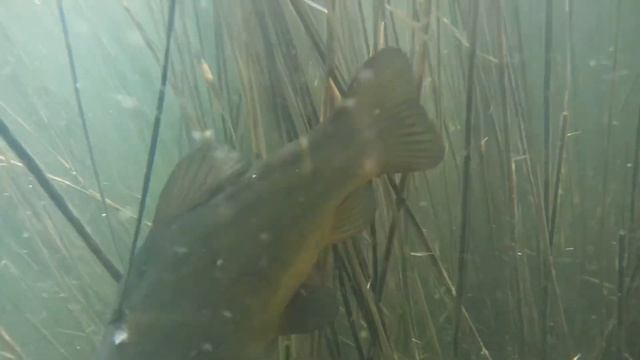 Дневная подводная охота-озеро крупный  ЛИНЬ. SPEARFISHING