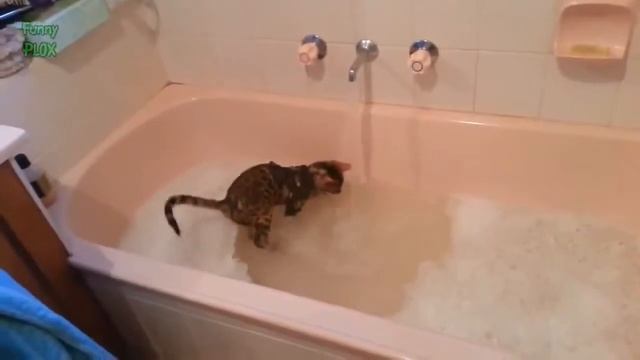 что едят кошки? смотреть онлайн