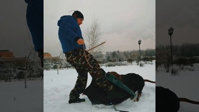 ТРЕНИРОВКА ЩЕНКА ПИТБУЛЯ НА ОХРАНУ ХОЗЯИНА смотреть онлайн