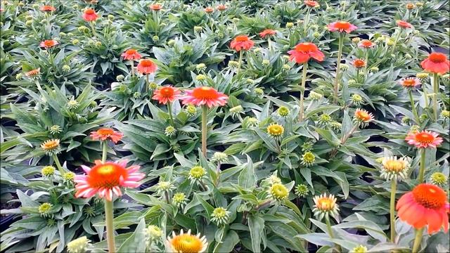 Best Perennials - Echinacea Sombrero® 'Flamenco Orange' (Coneflower)