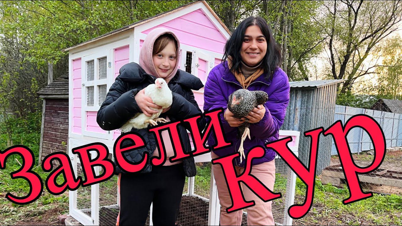 Мы завели кур Наш первый курятник