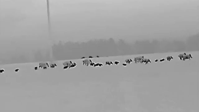 Lynx pro LH25 смотреть онлайн