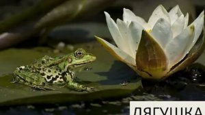 Болото. Природное сообщество. Окружающий мир