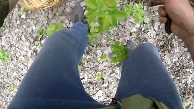 ГРИБЫ 2022!!! ЛЕС -СКАЗКА ПОЛНЫЙ ГРИБОВ!!!! ЧАСТЬ 2 смотреть онлайн