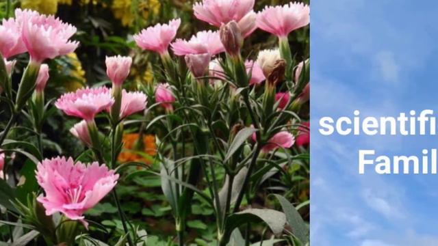 21 Winter flowering plants name || 21 Winter season flowers plant introduce || green globe's смотреть онлайн