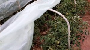 Томаты в открытом грунте. Как защитить томаты от фитофторы. Из личного опыта.