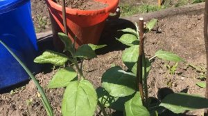 Мыши надоели, погрызли яблоню в  саду/Как реанимировать?