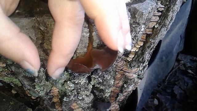 Wood Ear Mushroom??? смотреть онлайн