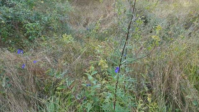 2019 09 15 16h45 gentiane pneumonanthe, aconit napel et orchidée (épipactis des marais) en graines смотреть онлайн