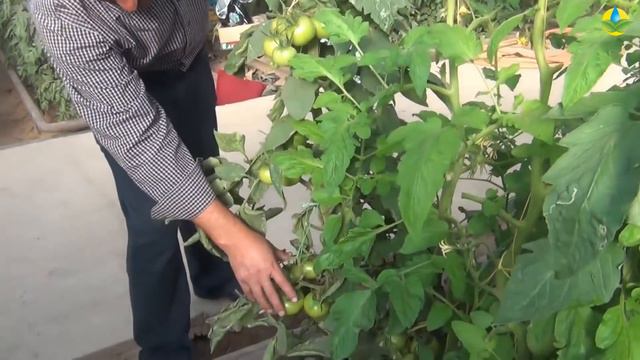 КАК ФОРМИРОВАТЬ КИСТИ С ПЛОДАМИ ТОМАТА? смотреть онлайн