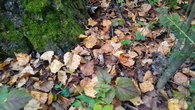 Большое поле маслят, опята, говорушки, моховик и немного польских белых.| В поисках грибов. смотреть онлайн