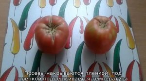 Сорта томатов с картофельным листом: список