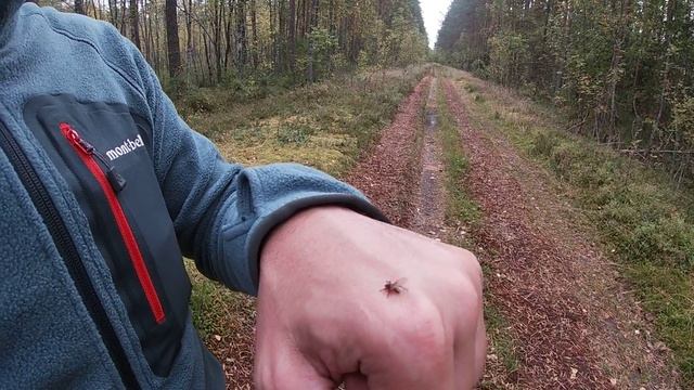 Лосиная вошь, кровососка или лосиная муха - как выглядит, чем опасна?