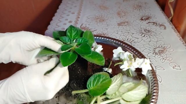 ОТЦВЕЛА ФИАЛКА? ЧТО ДЕЛАТЬ С НЕЙ? ФИТИЛЬНЫЙ ПОЛИВ ДЛЯ ФИАЛОК