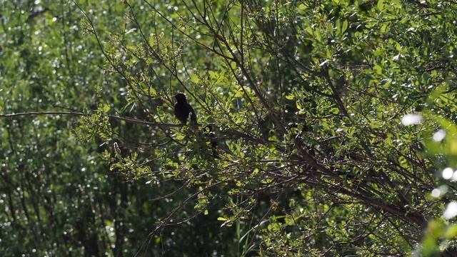 Обыкновенный скворец (Sturnus Vulgaris) (source 18-06-2018)