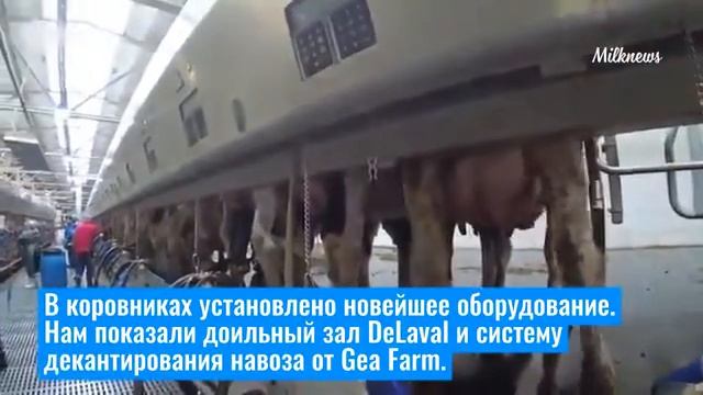 Коровы с Дмитровой горы смотреть онлайн