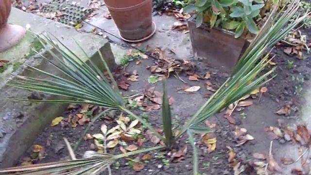 Sabal minor otwierający liścia jesienią смотреть онлайн