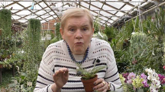 Папоротник Многорядник (Polystichum) смотреть онлайн