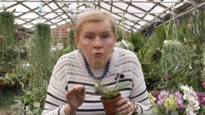 Папоротник Многорядник (Polystichum)