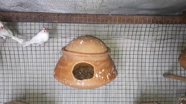 JAVA BREEDING PERFECT TIME.(ENGLISH SUB-TITLE).जावा पक्षी प्रजनन का सही समय. смотреть онлайн