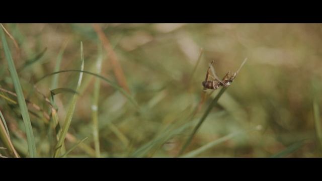 // JOHANN SEBASTIAN BACH // Preludium Es Moll - bmpcc4k - Sony A7 iii - Olympus 12-40 смотреть онлайн