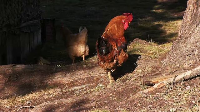 Умей отличать, кто друг, а кто враг #умейотличать смотреть онлайн