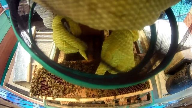 Пчеловодство в МК Поиск и мечение матки в отводке смотреть онлайн