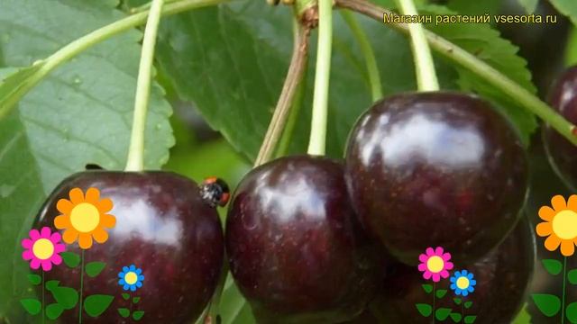 Вишня Ночка Вишня Nochka. Краткий обзор: Вишня Ночка описание характеристик где купить саженцы