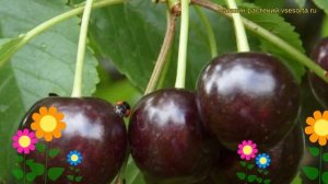 Вишня Ночка (Вишня Nochka). Краткий обзор: Вишня Ночка описание характеристик, где купить, саженцы