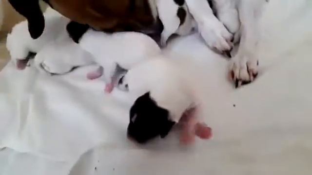 Клео сделала мне подарок на 14 февраля смотреть онлайн