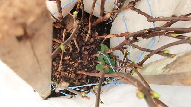 ГОРТЕНЗИЯ САДОВАЯ КРУПНОЛИСТОВАЯ- СНИМАЕМ ЗИМНЕЕ УКРЫТИЕ -апрель 2023 г смотреть онлайн