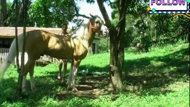 Girl Brazil Prepares To Ride Horse  #horselover #horse #dreamhorse Hungry Horseback Riding #artofzo