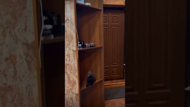 Приколы с животными# норка Соболь # shorts смотреть онлайн