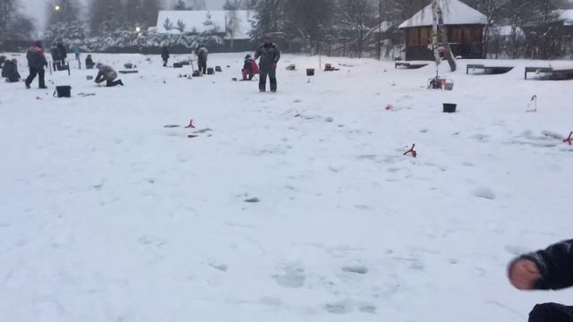 Поимки форели на поставушки. РК Фишка Липки смотреть онлайн