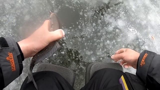 ДАЖЕ ПОПЛАВОК УСТАЛ таскать КРУПНОГО КАРАСЯ! ловля карася на поплавок зимой зимняя рыбалка 2022 смотреть онлайн