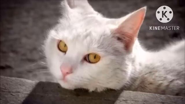 Девушка купила по объявлению котёнка и даже подумать не могла, в кого он превратится через пару лет смотреть онлайн
