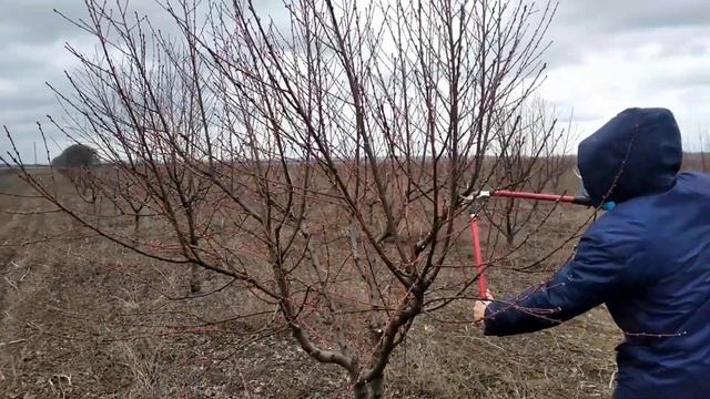 Обрезка персика весной смотреть онлайн